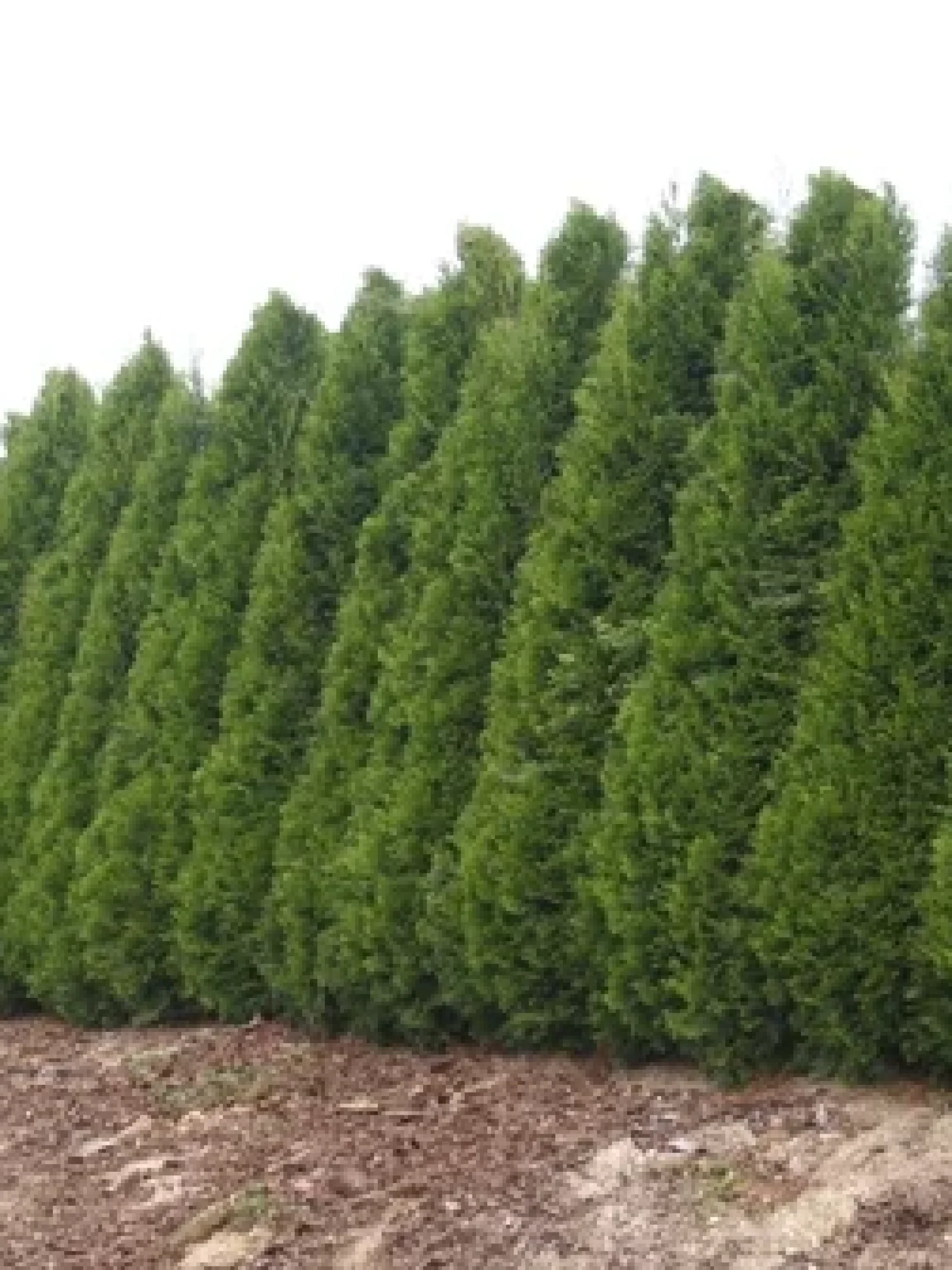 1358770778cs__2_02-thuja-occidentalis-smaragd