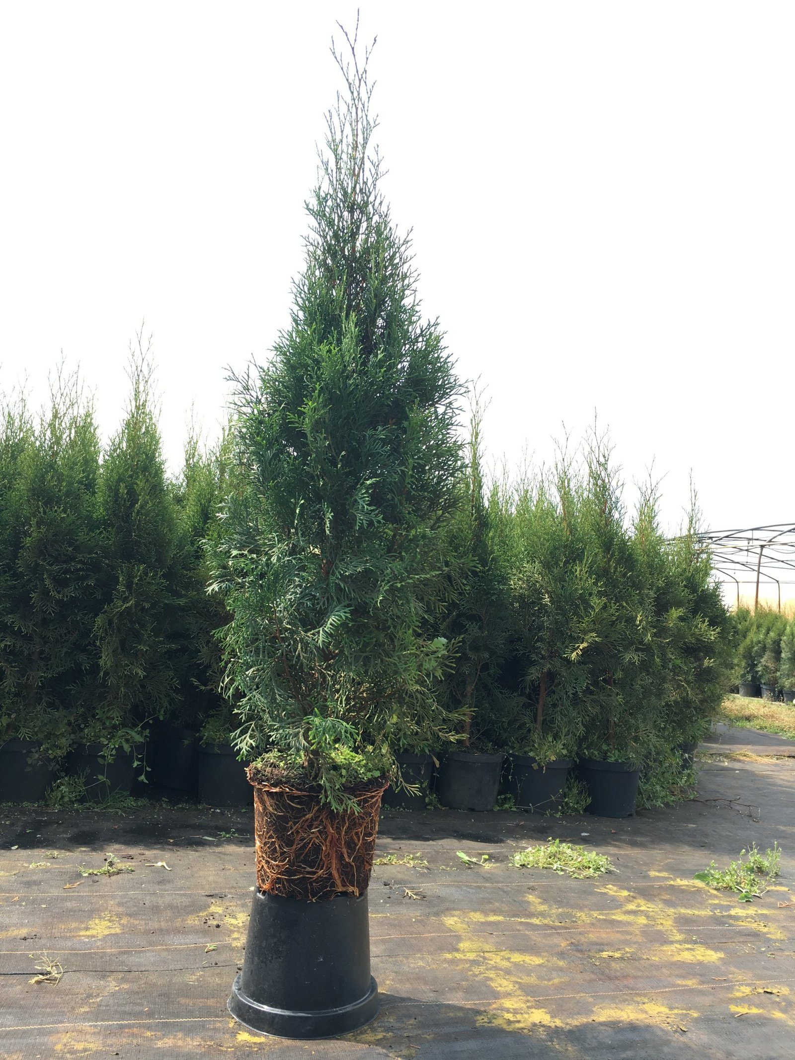 a8de5ee745c7a63db5b42b9affe4